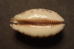 Mauritia eglantina