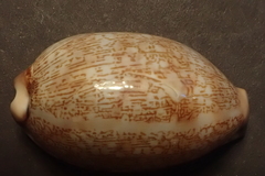 Mauritia eglantina