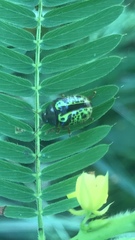 Calligrapha pantherina