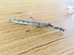 Trachythorax