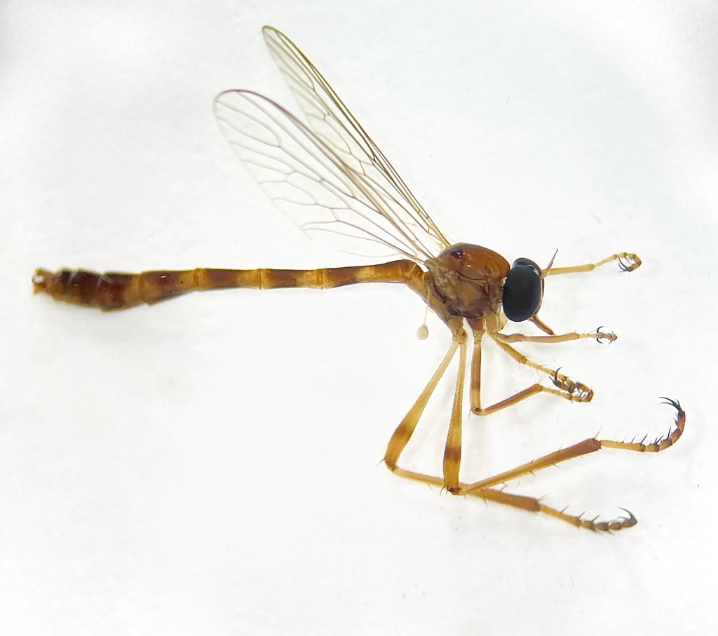 Tipulogaster glabrata