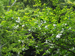 Alniphyllum pterospermum, photograph 葉子, CC0, iNaturalist via GBIF