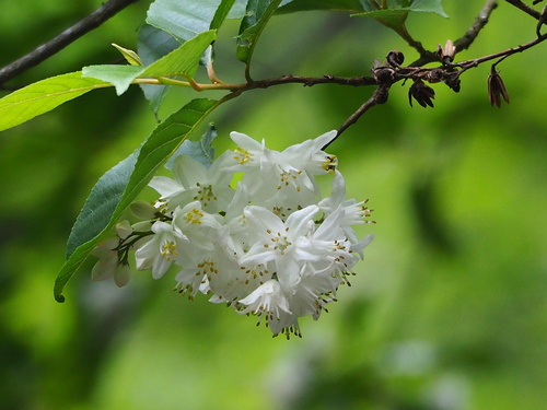 Alniphyllum pterospermum