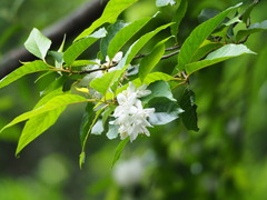 Alniphyllum pterospermum, photograph 葉子, CC0, iNaturalist via GBIF