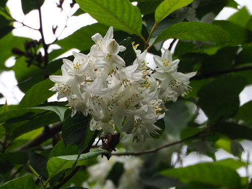 Alniphyllum pterospermum, photograph 2