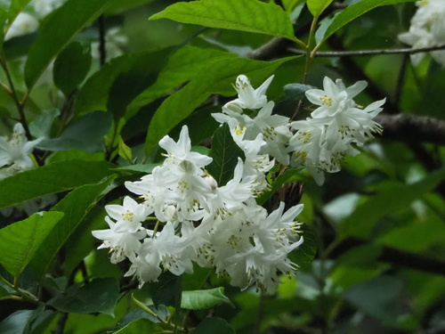 Alniphyllum pterospermum, photograph 4
