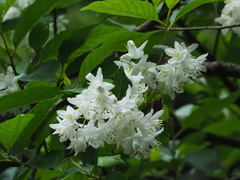 Alniphyllum pterospermum, photograph 葉子, CC0, iNaturalist via GBIF