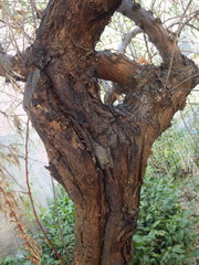 Hippophae