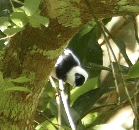 Pied Monarch (Arses kaupi), photo 7