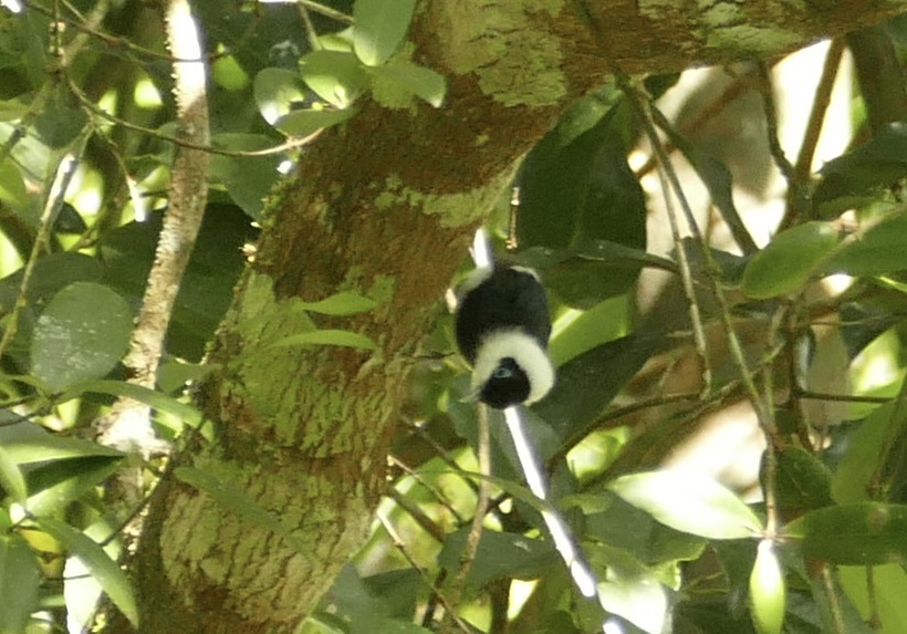 Pied Monarch (Arses kaupi), photo 9