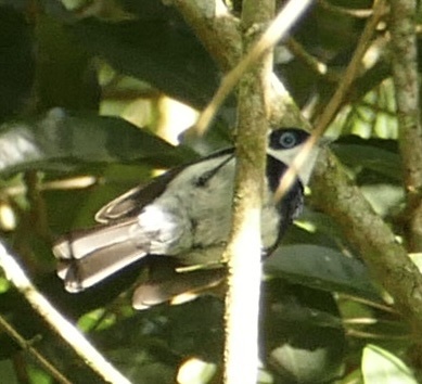 Pied Monarch (Arses kaupi), photo 8