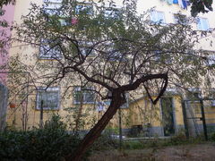 Hippophae