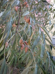 Hippophae