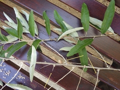 Hippophae