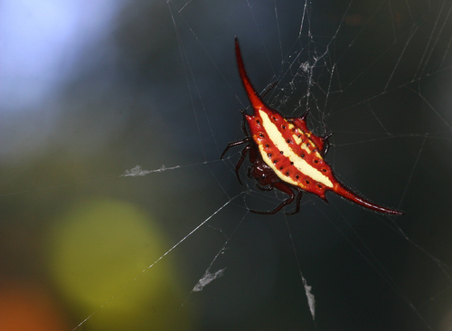 Medium-wing Kitespider