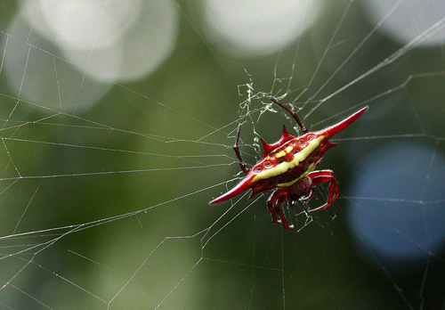 Medium-wing Kitespider