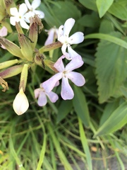 Saponaria officinalis