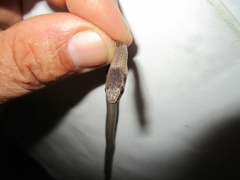 Cubophis cantherigerus