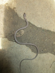 Cubophis cantherigerus