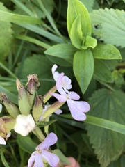 Saponaria officinalis