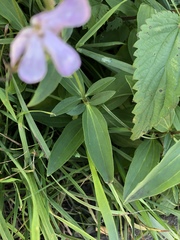 Saponaria officinalis