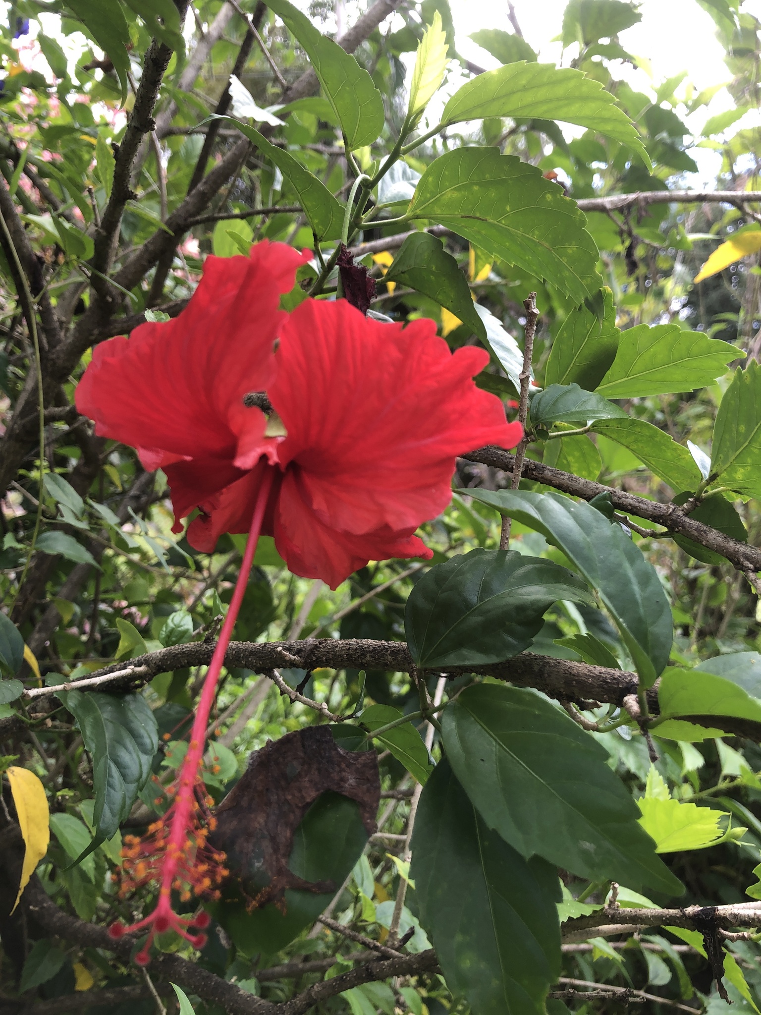 Hibiscus archeri