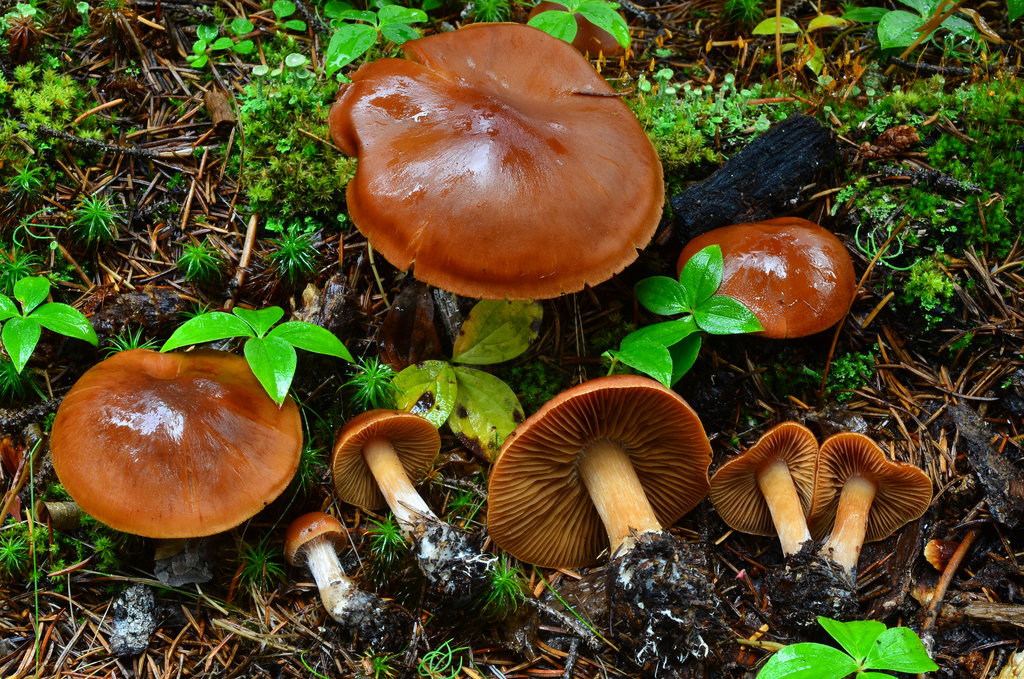 Hygronarius renidens