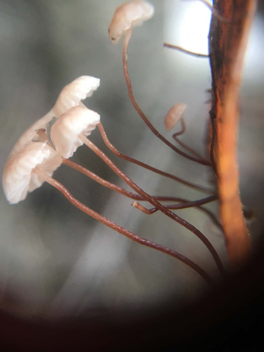 Gymnopus quercophilus image