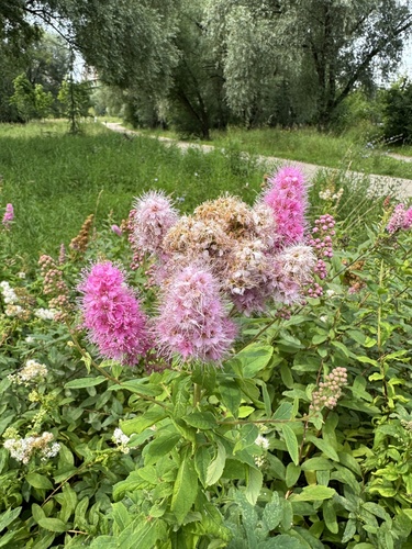 Наблюдение на iNaturalist