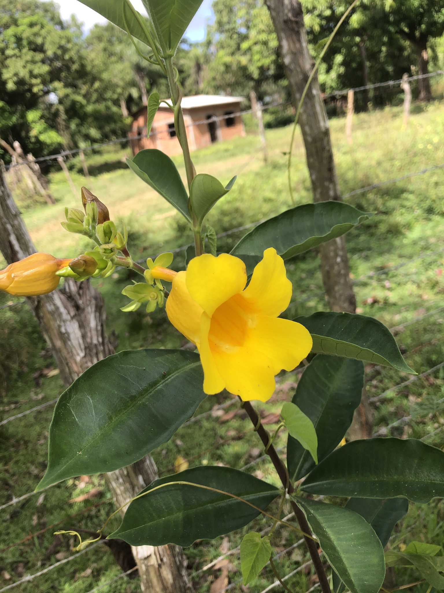 Allamanda cathartica