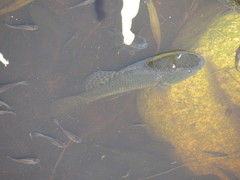 Dormitator latifrons