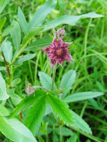 marsh cinquefoil