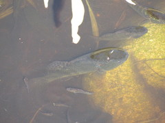 Dormitator latifrons