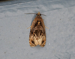 Olethreutes nigranum