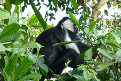 Colobus angolensis ruwenzorii