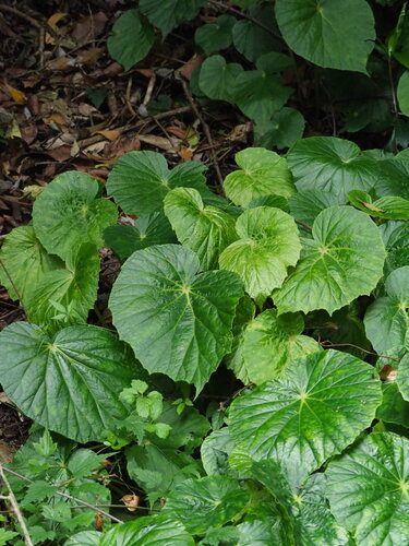 Begonia chitoensis, photograph 4