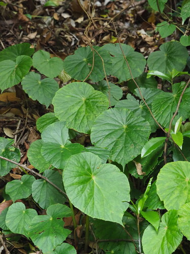 Begonia chitoensis, photograph 5