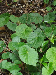 Begonia chitoensis, photograph author not stated, no rights reserved