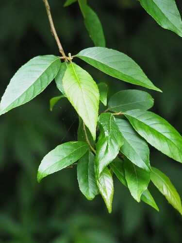 Alniphyllum pterospermum, photograph 5