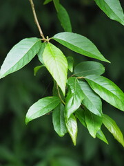 Alniphyllum pterospermum, photograph 葉子, CC0, iNaturalist via GBIF