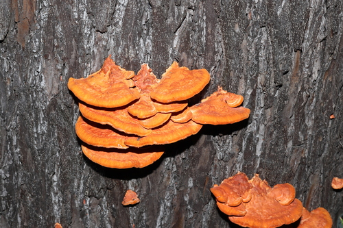 Trametes coccinea
