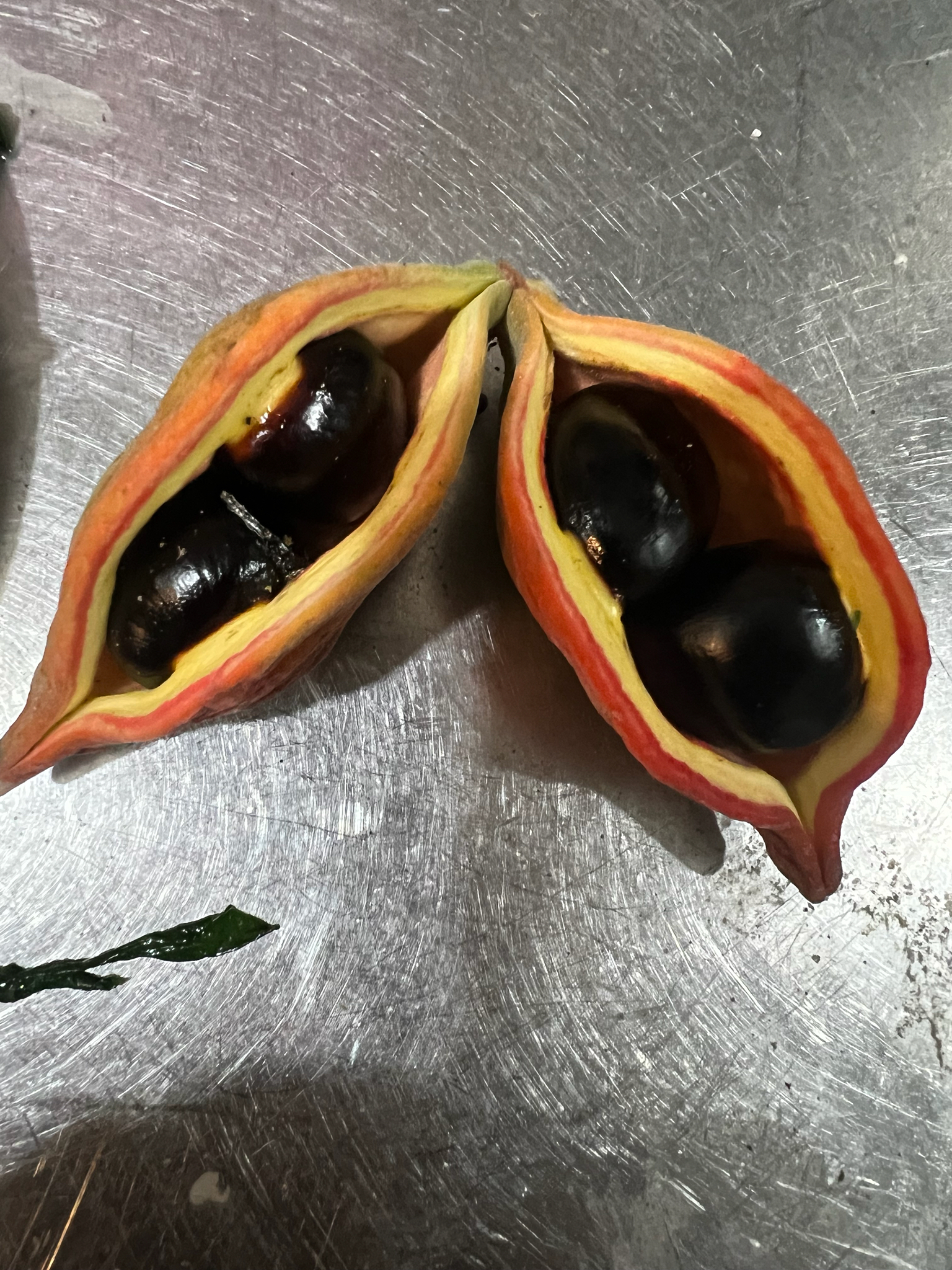 Sterculia monosperma (Sterculia monosperma)