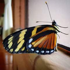 Eresia ithomioides alsina