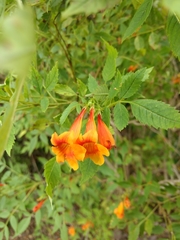 Tecomeae