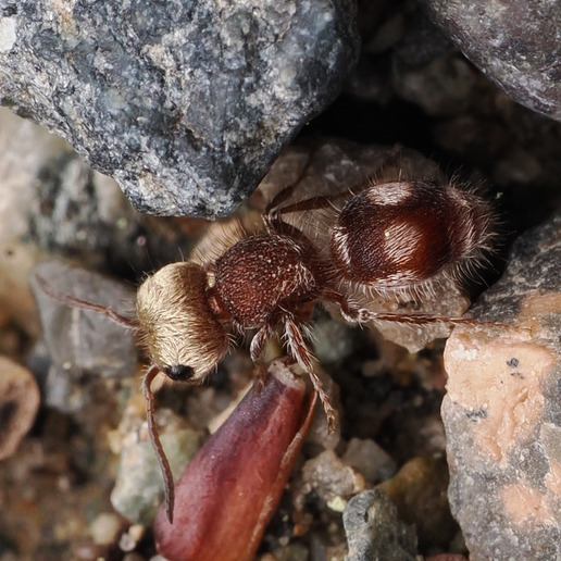 Pseudomethoca bequaerti