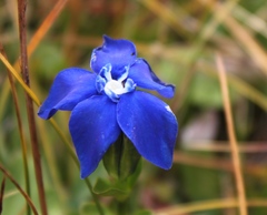 Gentiana bavarica bavarica