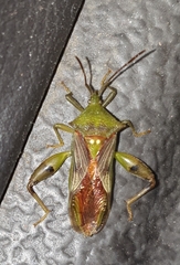 Lycambes
