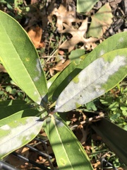 Erysiphe asclepiadis