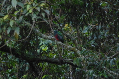 Apaloderma narina