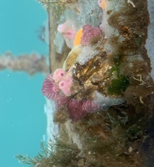 Distaplia occidentalis